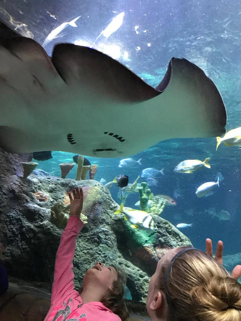Seaworld Kc SEA LIFE Kansas City | Book Tickets, Tours & More