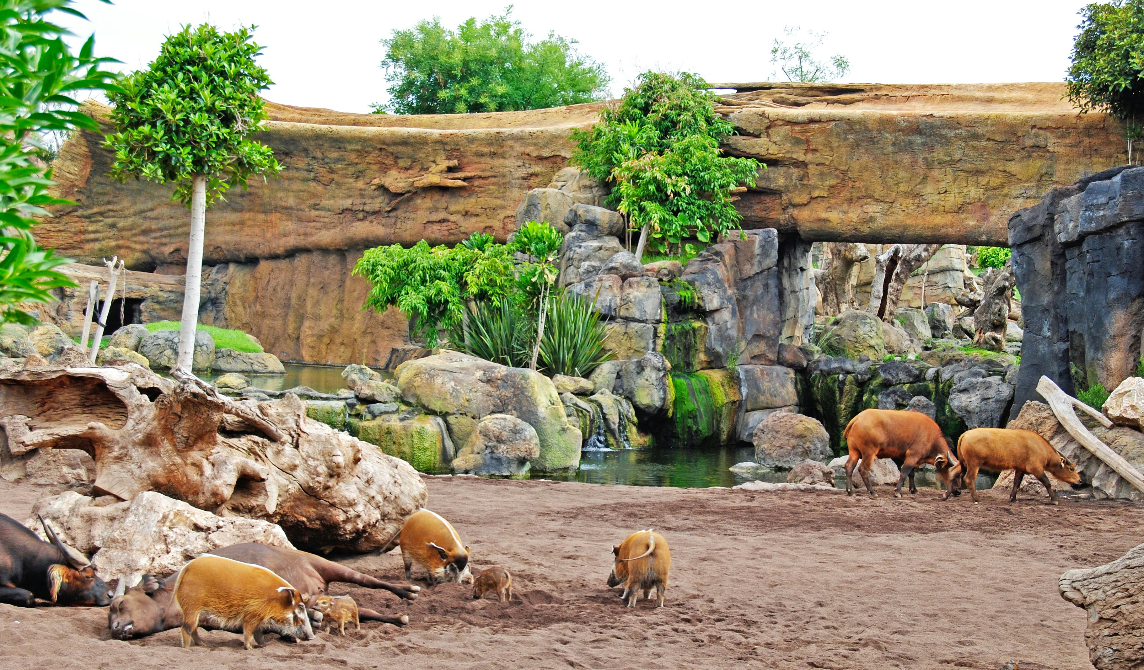 Africká krajina se skalami, zelení, malou vodní plochou a několika prasaty. Dospělá prasata a selata pícnin na písčité půdě.