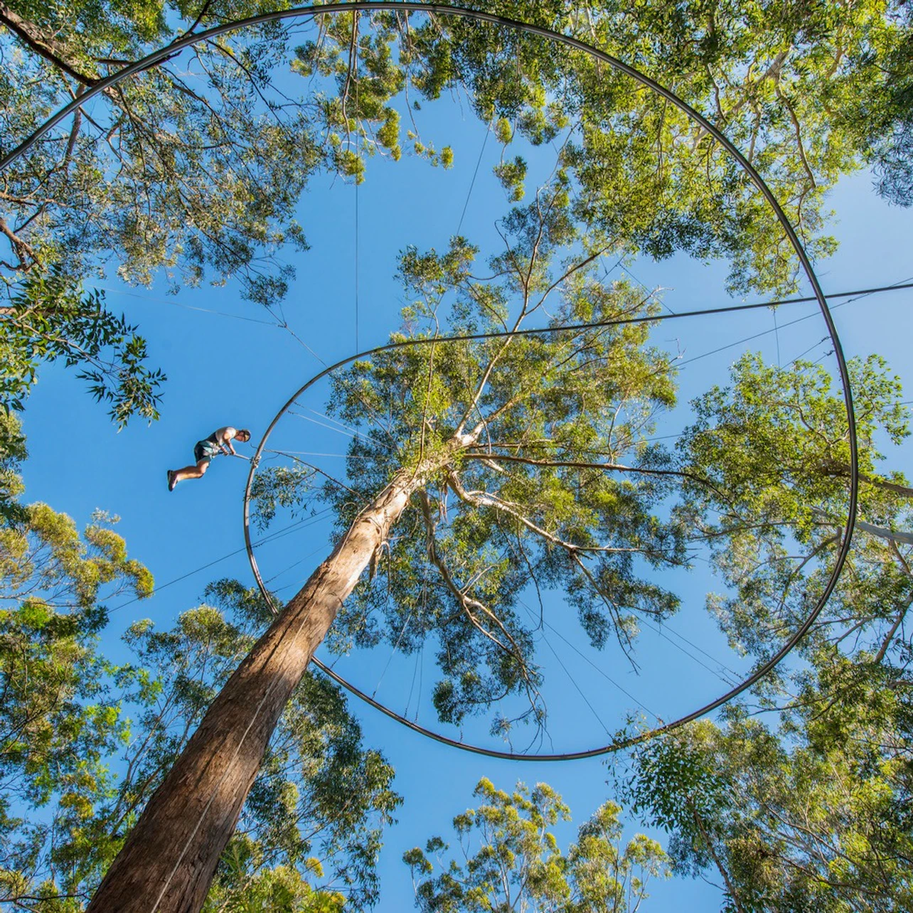 Western Sydney: Treetops Adventure in Abbotsbury β Tiqets