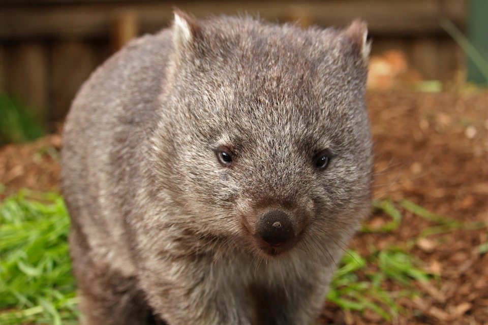 Close-up of a wombat with brown and grey fur, looking directly at the camera with a blurred background of dirt and vegetation.