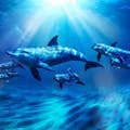 Parc aquatique Aquaventure - Atlas Village : Nage avec les dauphins
