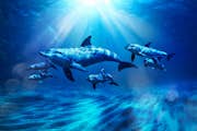 아쿠아벤처 워터파크 - 아틀라스 빌리지: 돌고래 수영