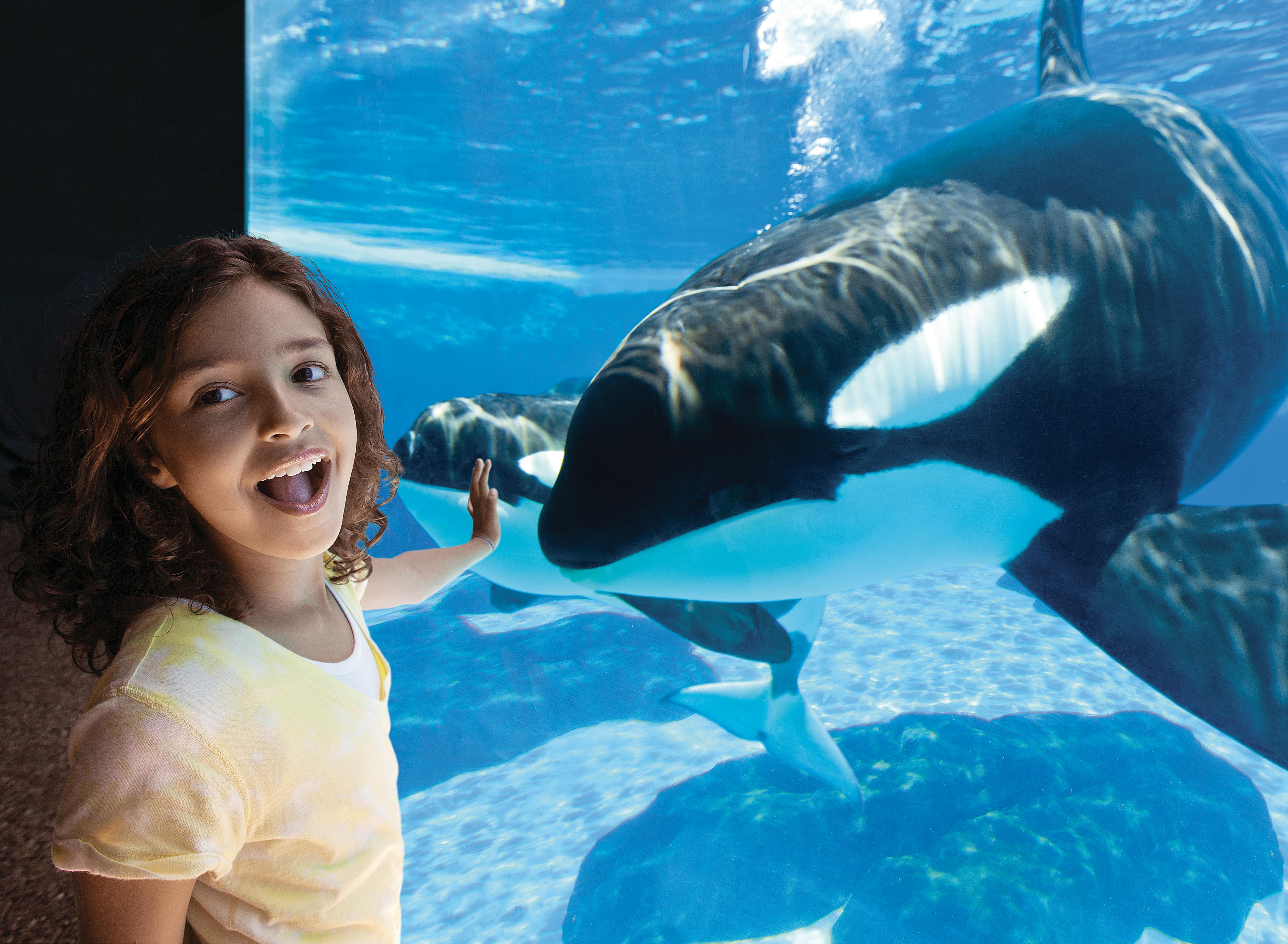 一个微笑的孩子触摸水族箱的玻璃杯，一只虎鲸靠近玻璃杯游泳。