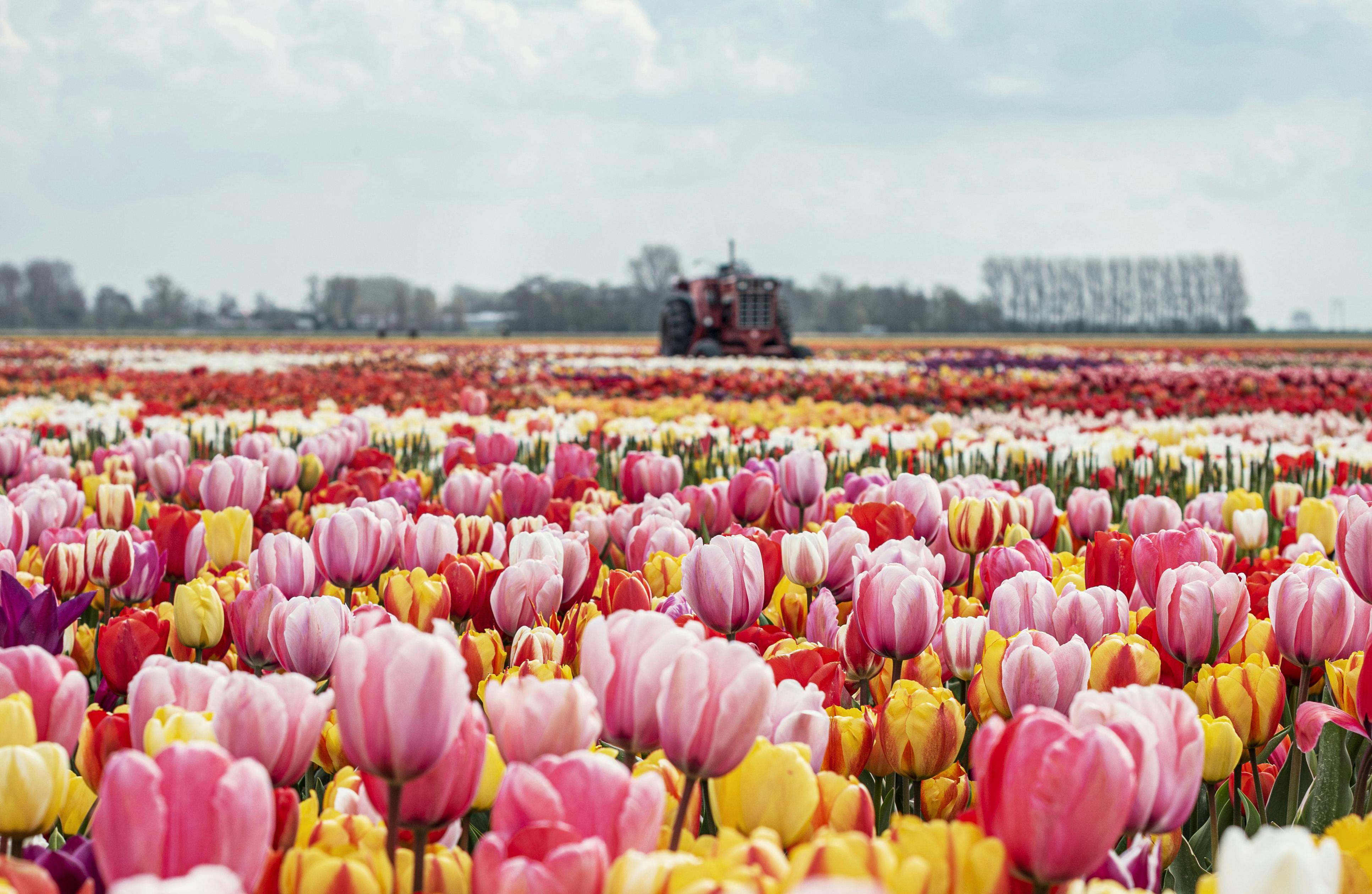 A sea of tulips
