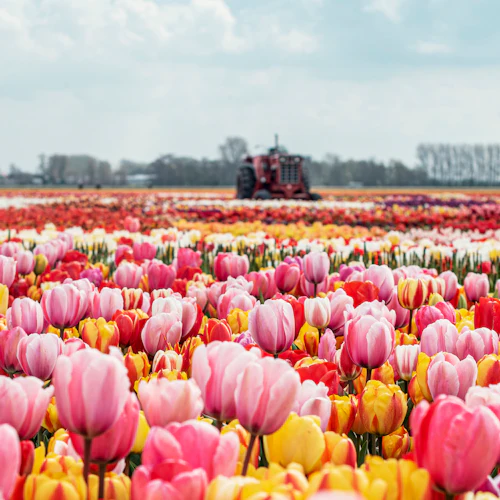Tulip Experience Amsterdam: bilhete de entrada + Audioguia opcional - Photo 13