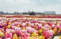 Um mar de tulipas