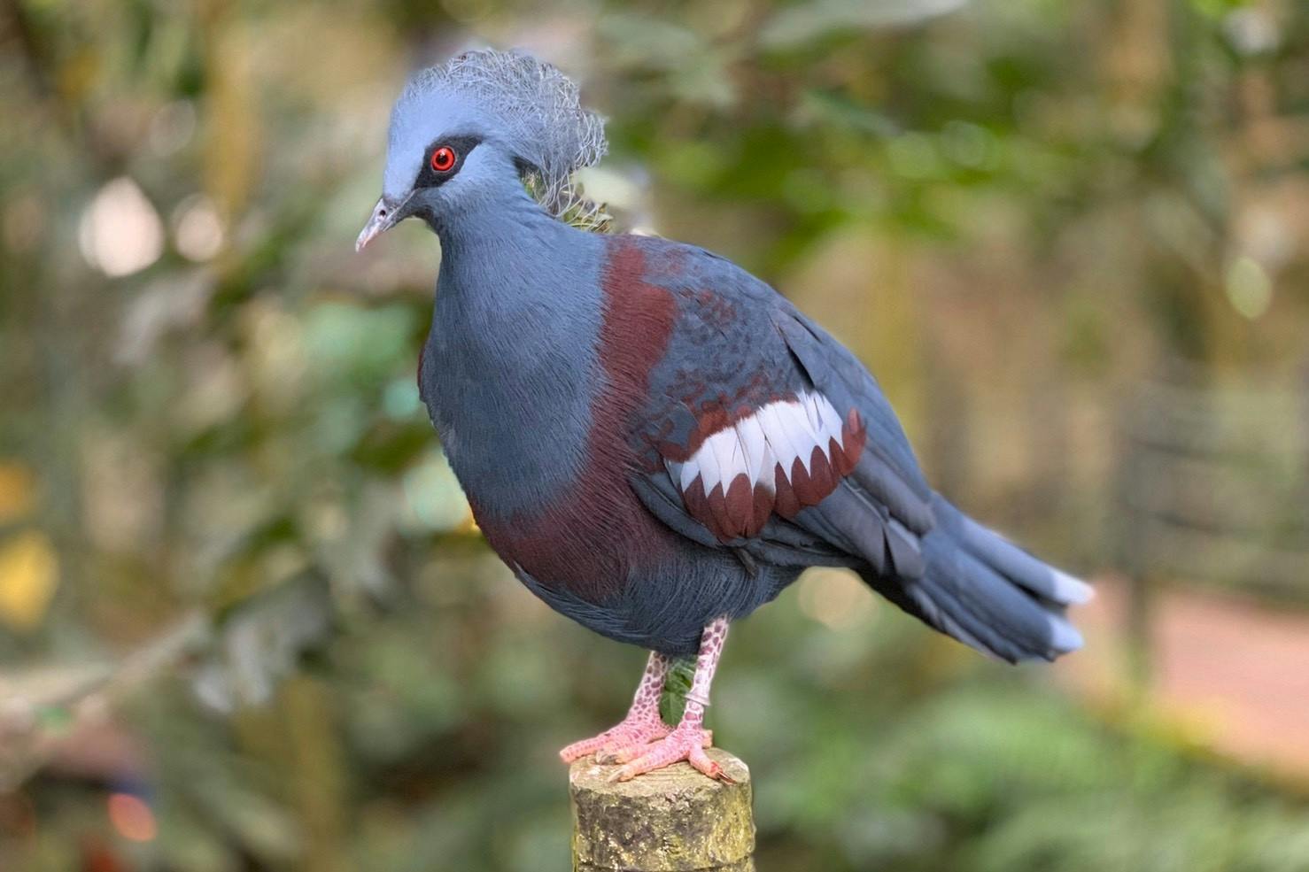 A large, colorful pigeon with blue, red, and white feathers perched on a wooden post in a natural environment.