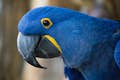 Guacamayo jacinto de ojos brillantes con hermosas plumas azul oscuro