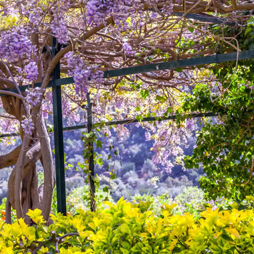Verschlungene Ranken mit lilafarbenen Blütentrauben bilden ein Vordach, darunter leuchtend gelbes und grünes Laub und einen malerischen Berghintergrund.