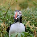 An Atlantic Puffin sitting in grass, with a mouth full of fish.