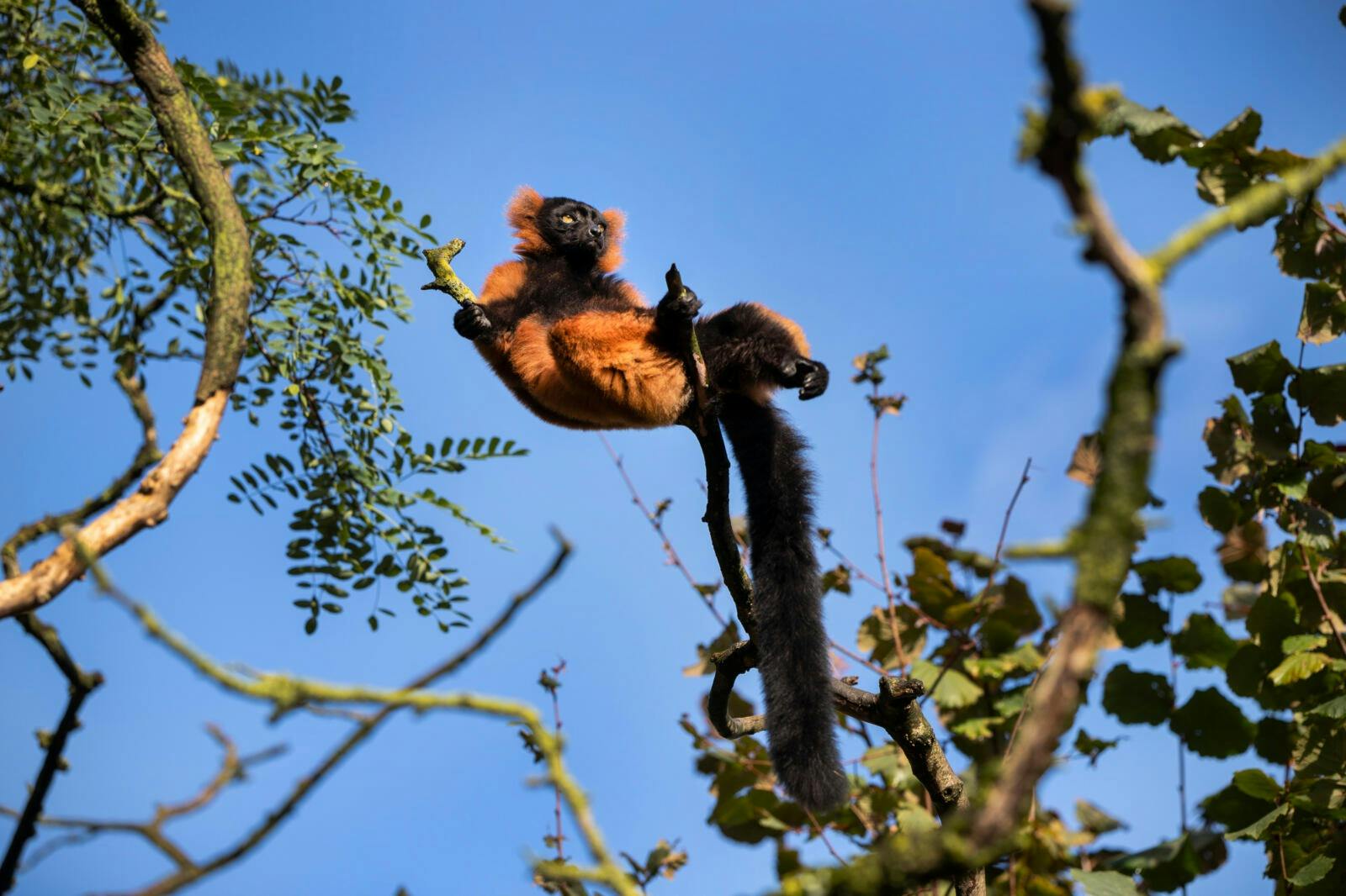 Un lèmur negre i taronja amb una cua llarga s'asseu sobre una branca contra un cel blau i un fons de fulles.