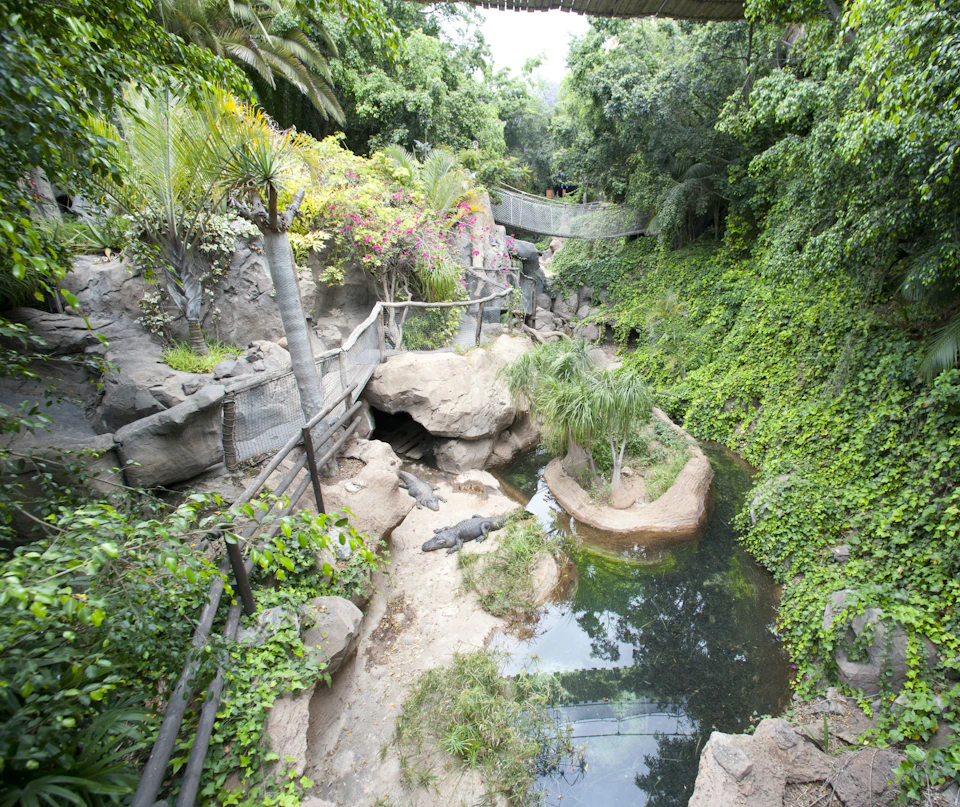 A lush, green enclosure featuring tropical plants, a small pond, rocks, and a few crocodiles near a cave and walking path.