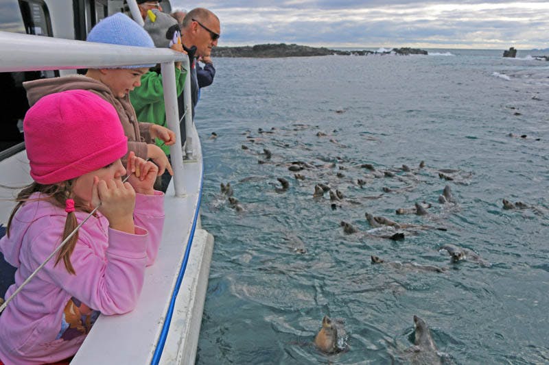 Children and an adult observe seals in the water from the deck of a boat. The sky is cloudy and the shoreline is visible in the distance.