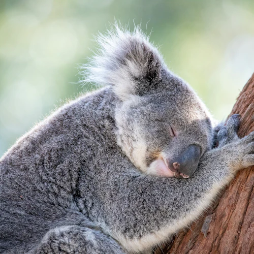 Santuário Port Stephens Koala - Photo 2