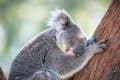Santuário Port Stephens Koala