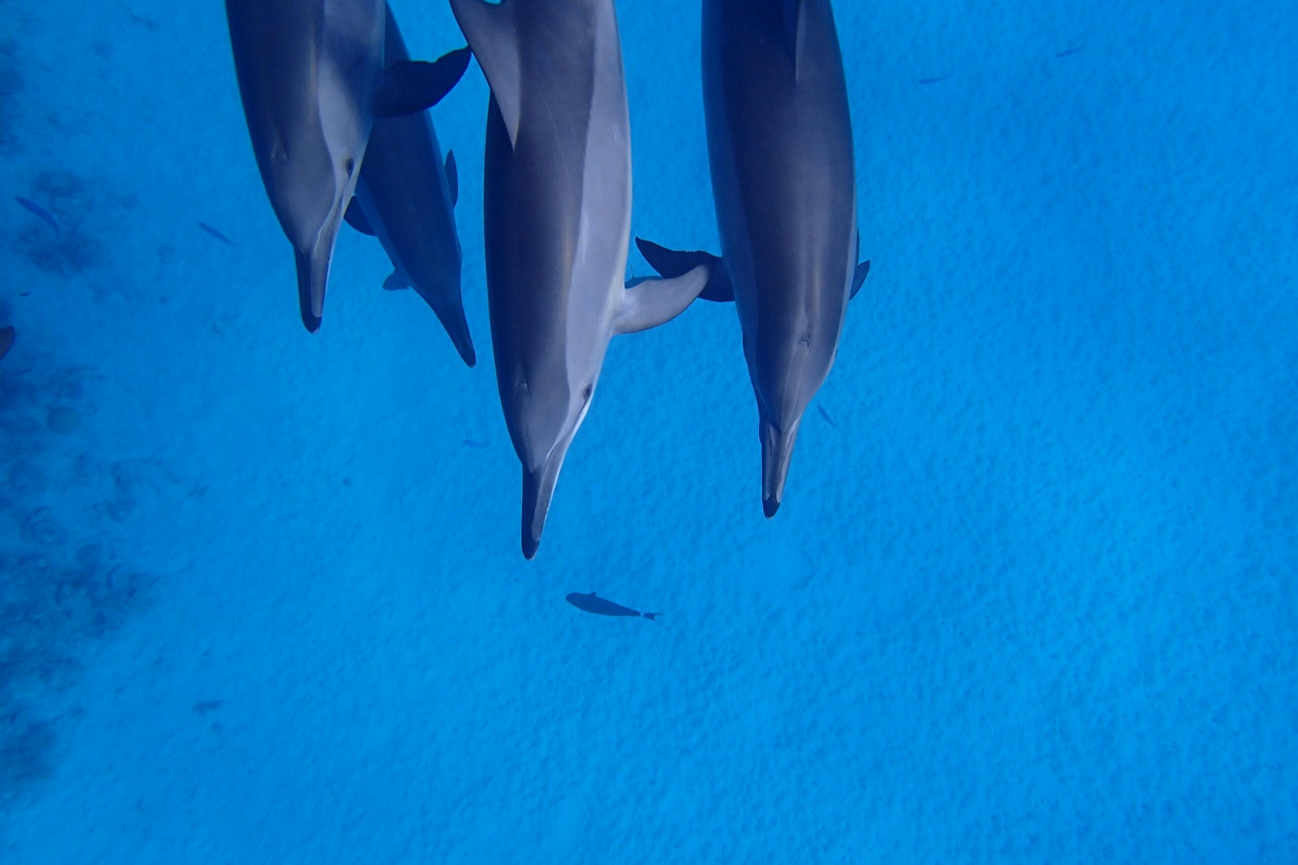 Sataya Dolphin Garden