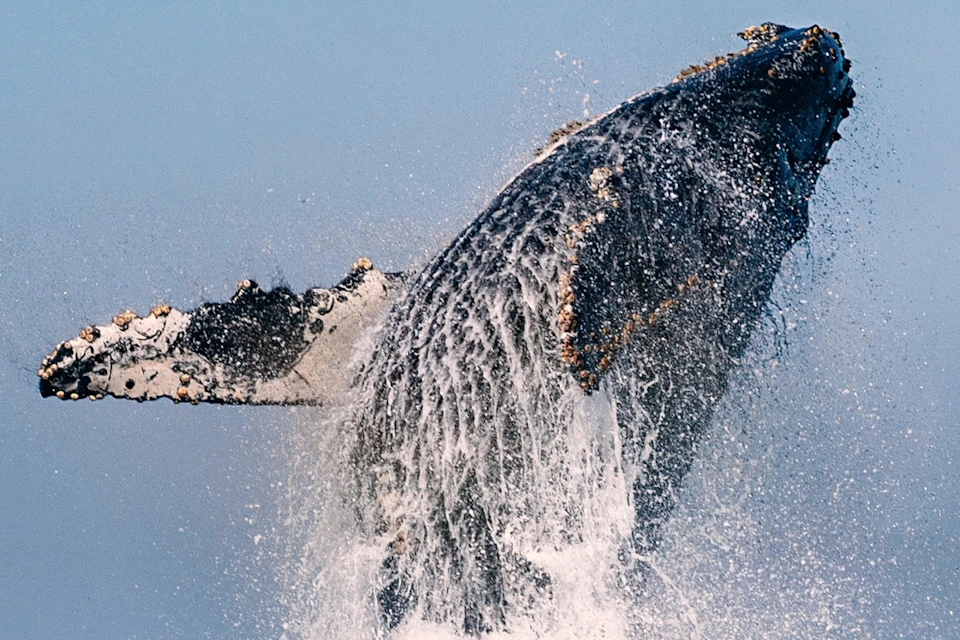 Jumping Humpback Whale