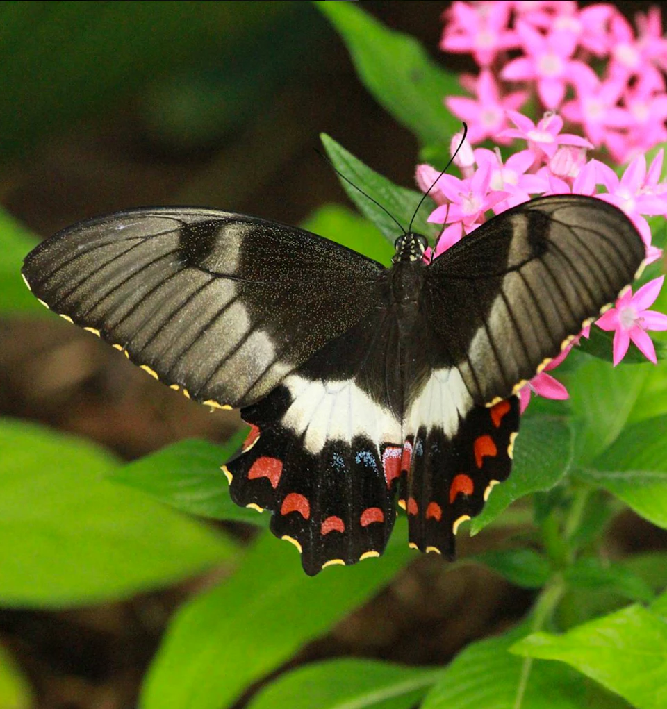 A black butterfly with white and red markings rests on a cluster of pink flowers, surrounded by green leaves.