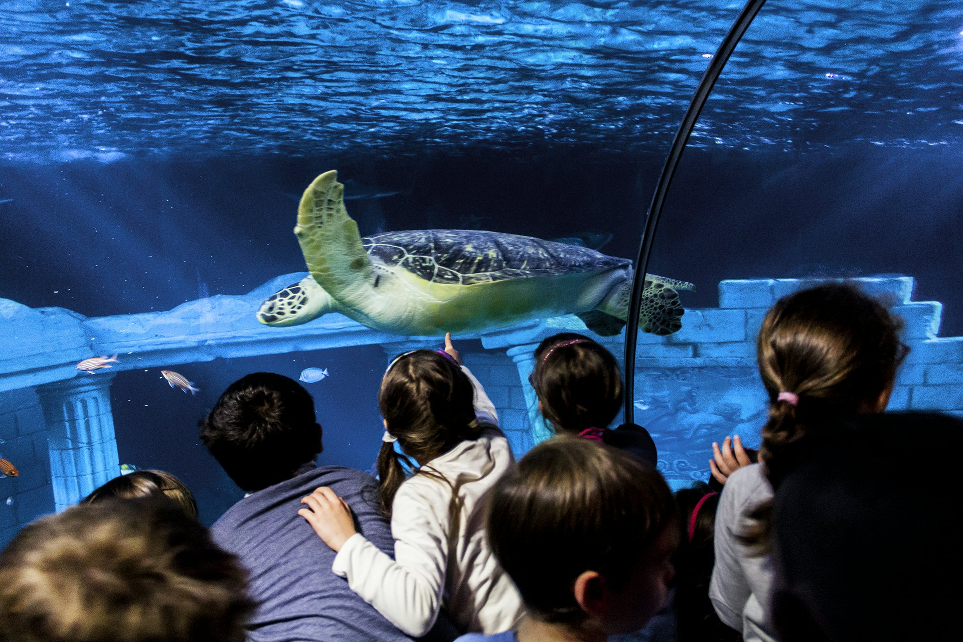 Bilhetes SEA LIFE Porto Porto Bilhetes SEA LIFE Porto Porto