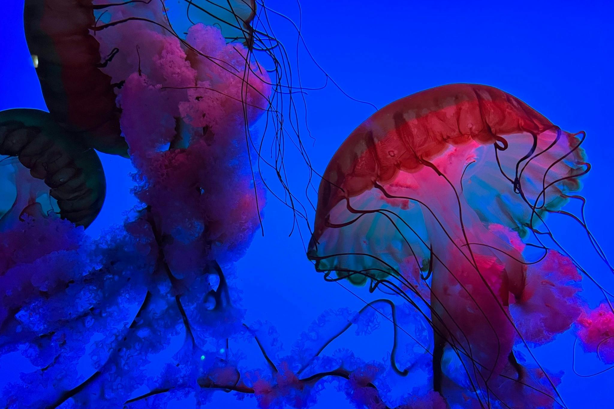 Ripley 's Aquarium of the Smokies