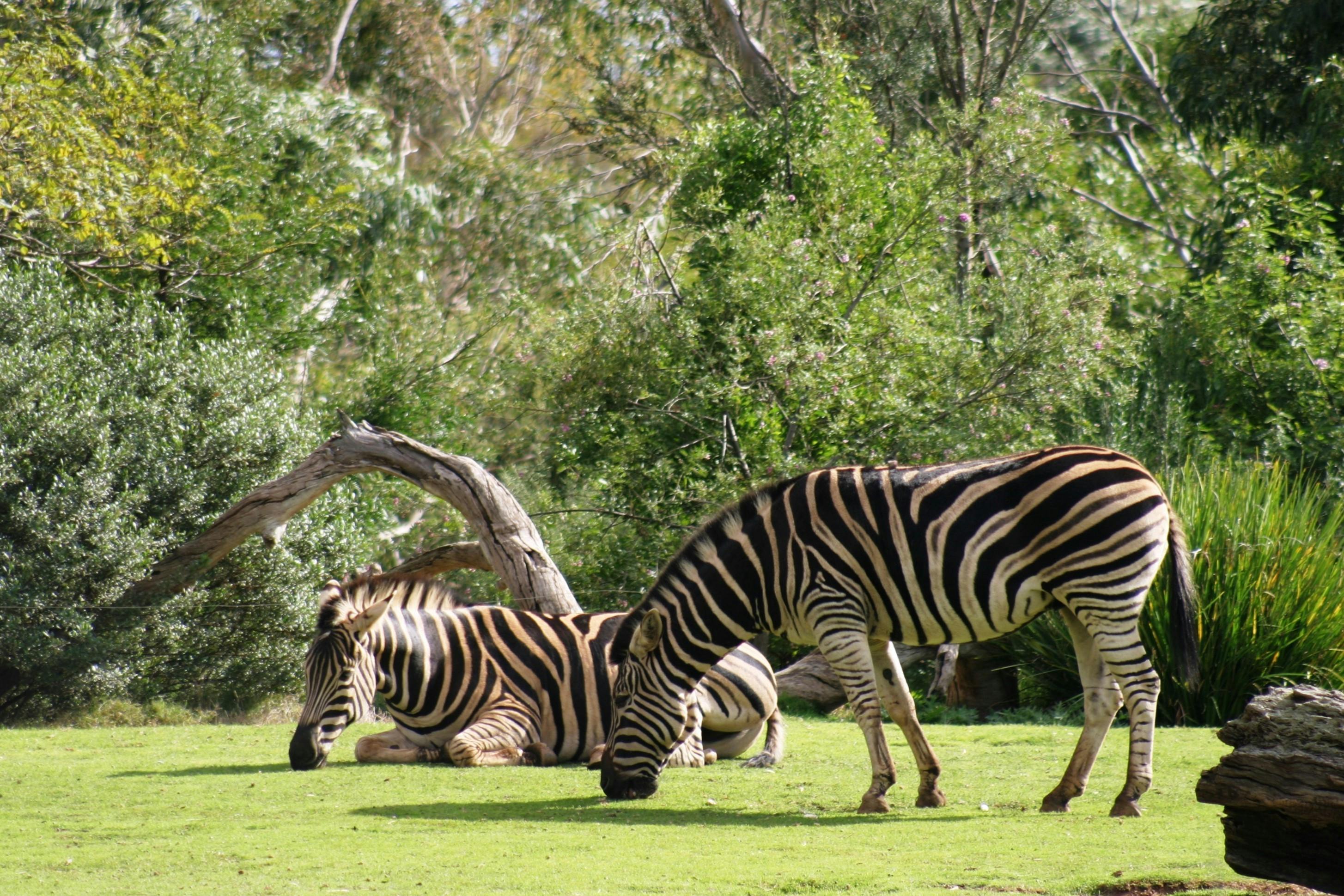 Two zebras in a grassy area with lush trees; one zebra is grazing while the other is lying down.