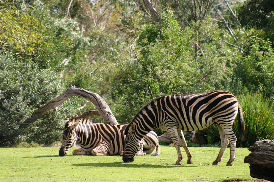 Two zebras in a grassy area with lush trees; one zebra is grazing while the other is lying down.