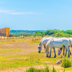 Tre vita hästar betar på ett öppet gräsbevuxet fält med en liten gul ladugård och träd i bakgrunden under en klarblå himmel.