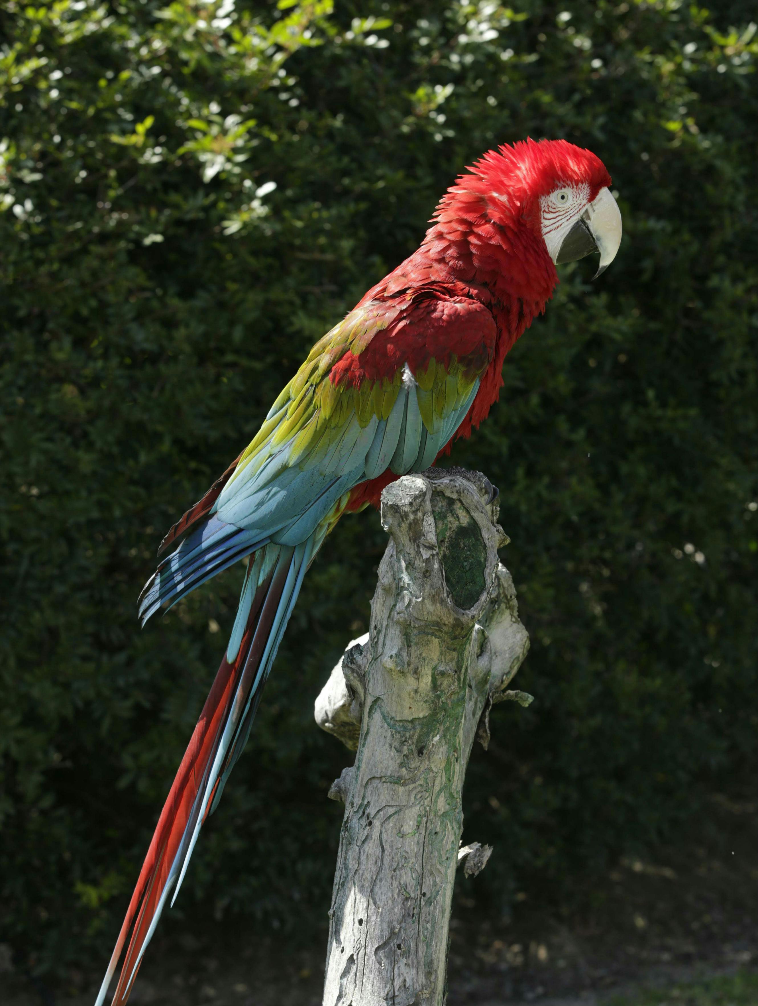 빨간색, 노란색, 파란색 깃털을 가진 화려한 앵무새가 나뭇가지에 자리잡고 있으며, 배경에는 푸르름이 우거져 있습니다.