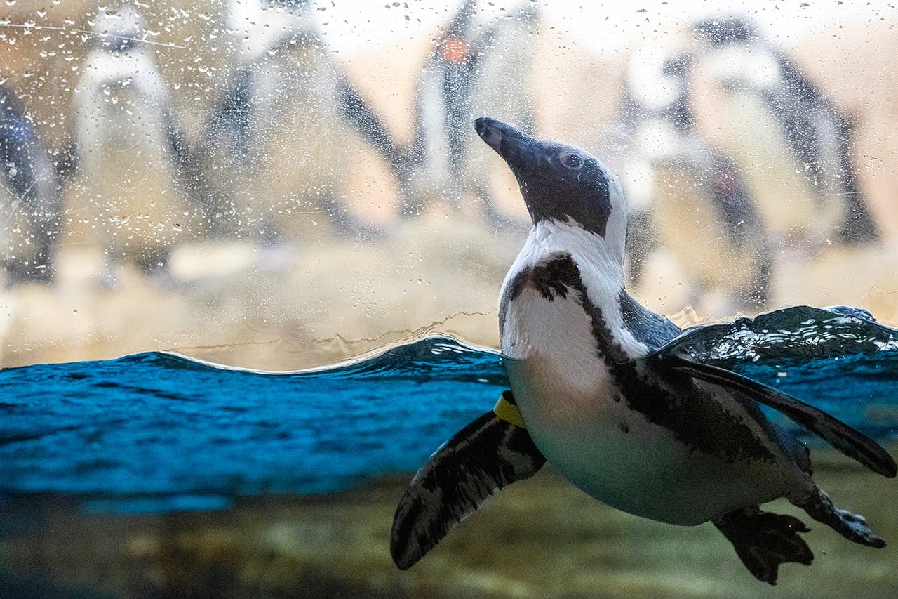 아프리카 홀의 아프리카 펭귄 서식지.