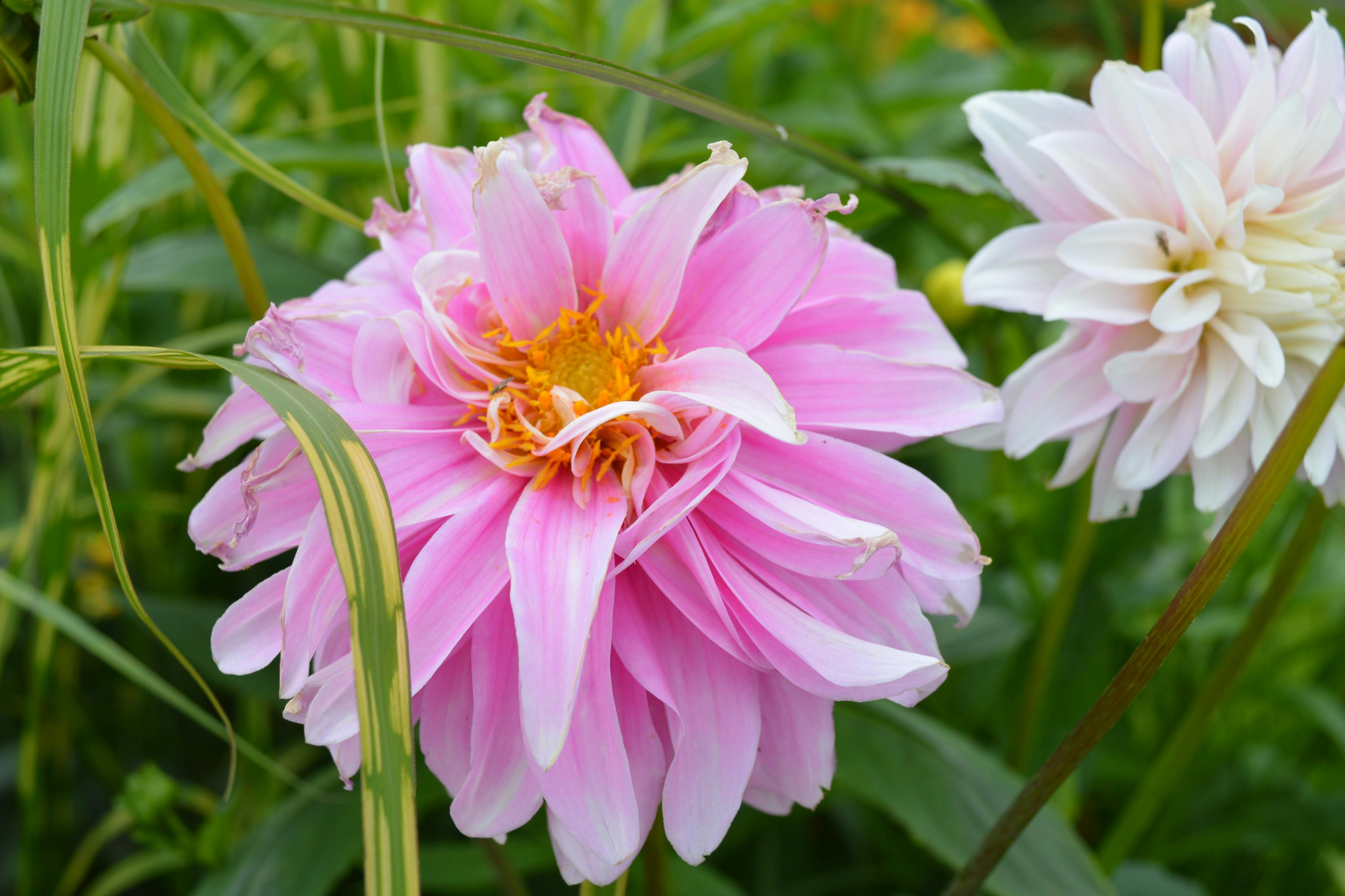 大丽花、花、植物、苹果