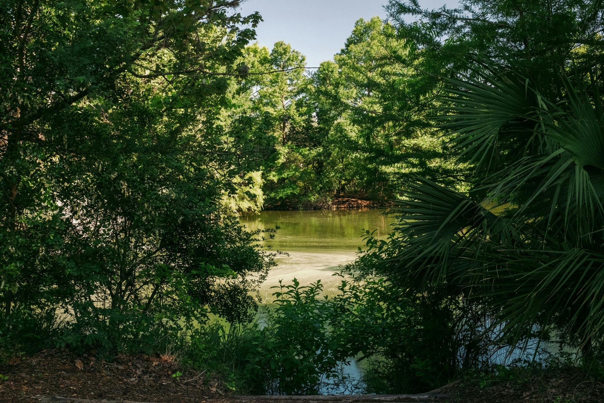 Estany serè envoltat d'arbres verds densos i folre sota un cel blau clar, vist a través d'una obertura natural a la vegetació.