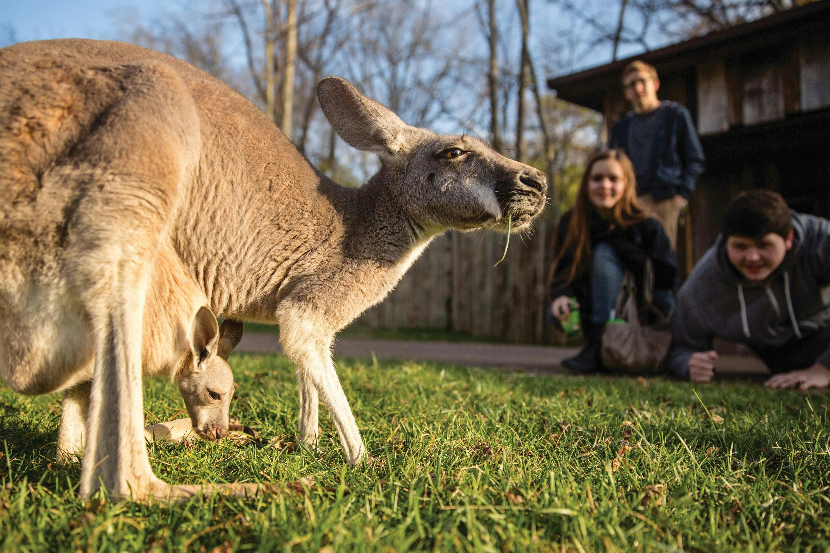 一只袋鼠和它的乔伊在草地上吃草，附近有三个人看着，蹲在一栋木制建筑旁边的草地上。