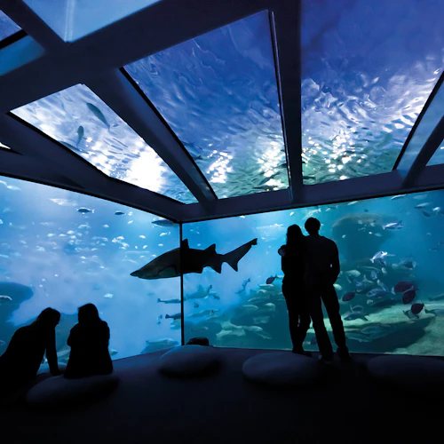 Silhouetten von Menschen in einem Aquarium, die durch große Unterwasserfenster Haie und Fische beobachten.
