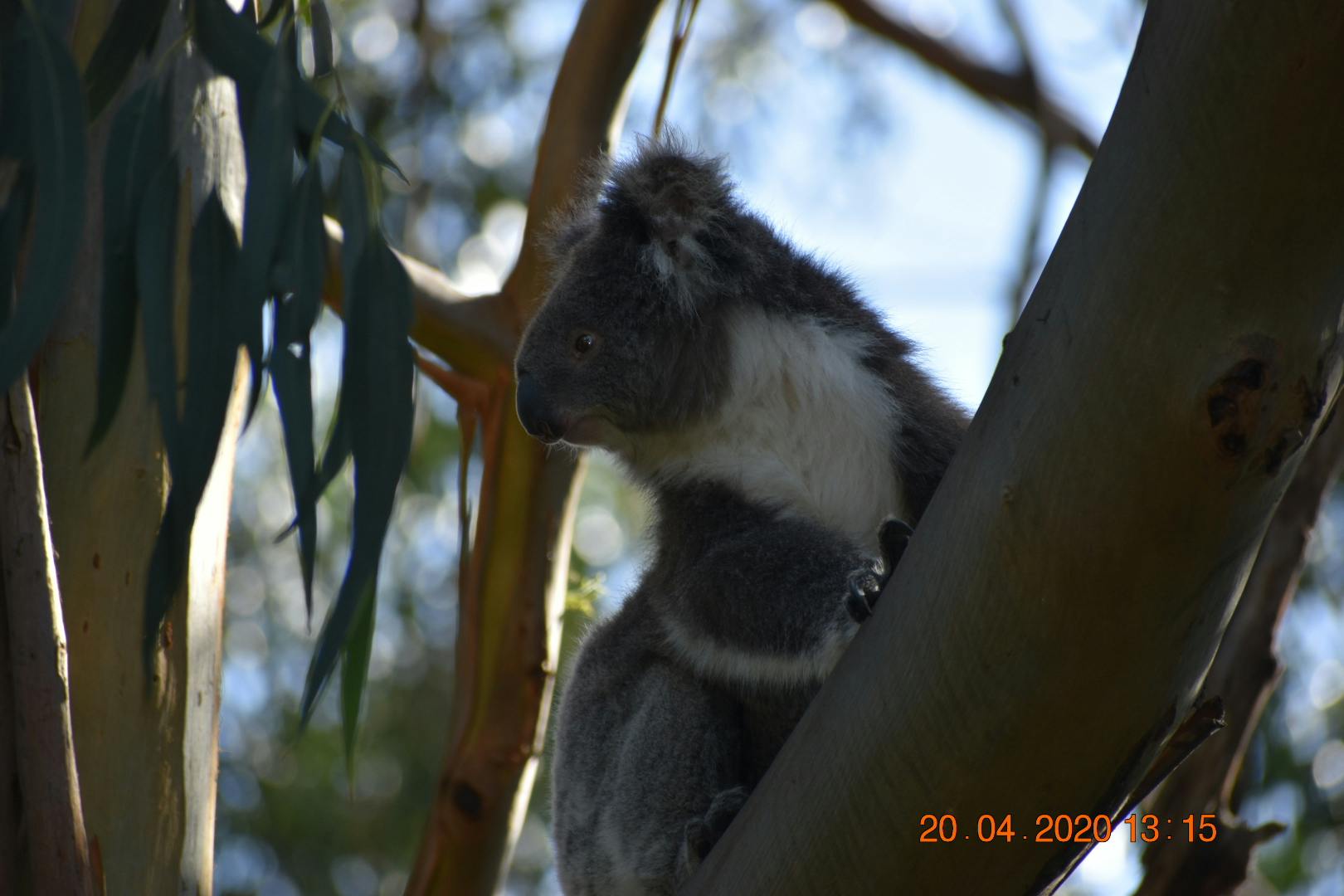 ユーカリの葉とぼやけた葉を背景に木の枝に乗せたコアラ、日付は2020年4月20日です。