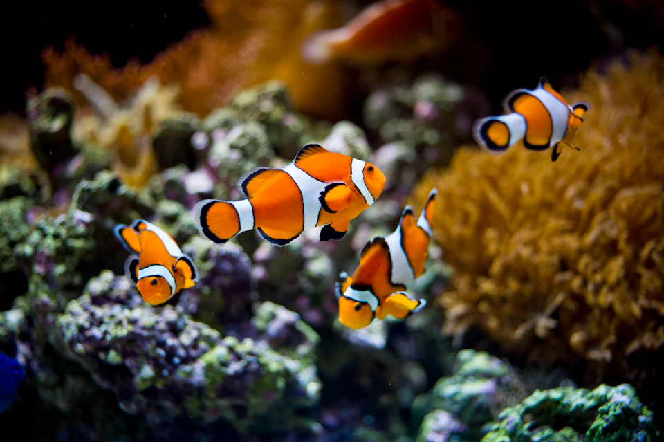 Several clownfish swim among colorful corals and sea vegetation in an aquarium.