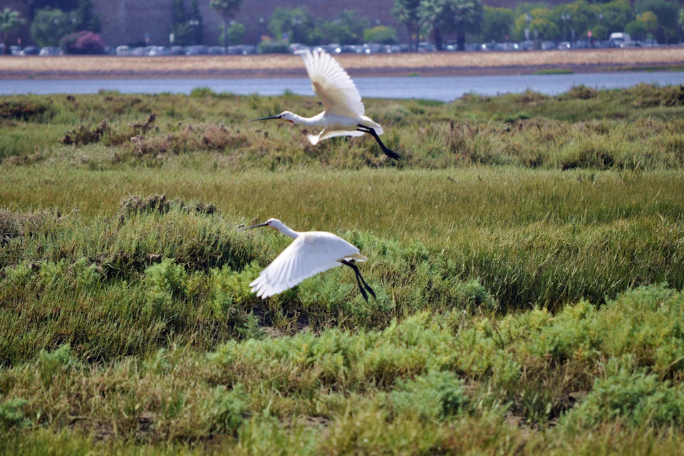 Two Eurasian Spoonbills flying low over a grassy marshland, with water and trees visible in the background
