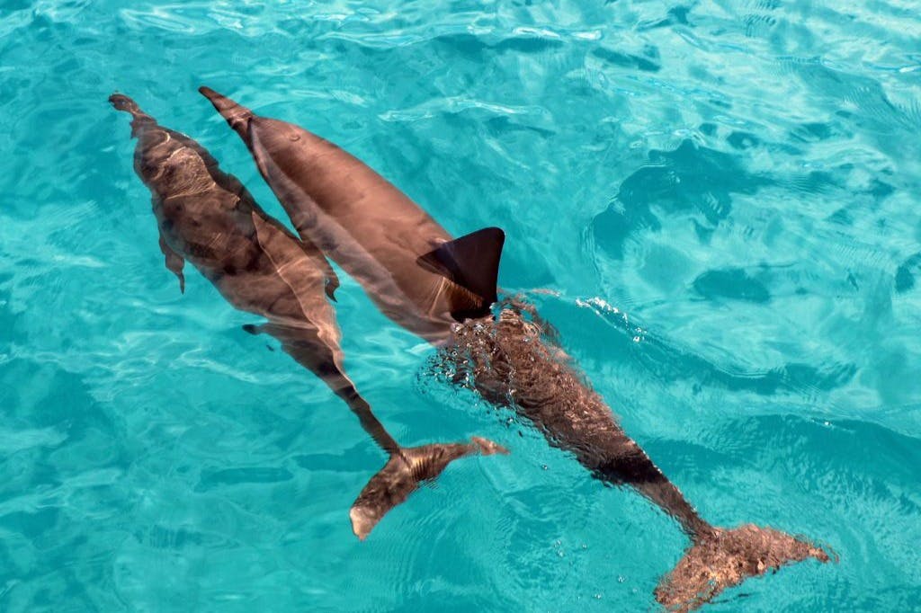 O'ahu: Dolphin Watching Cruise, Zipline, Snorkeling + Lunch & Drinks - Photo 5