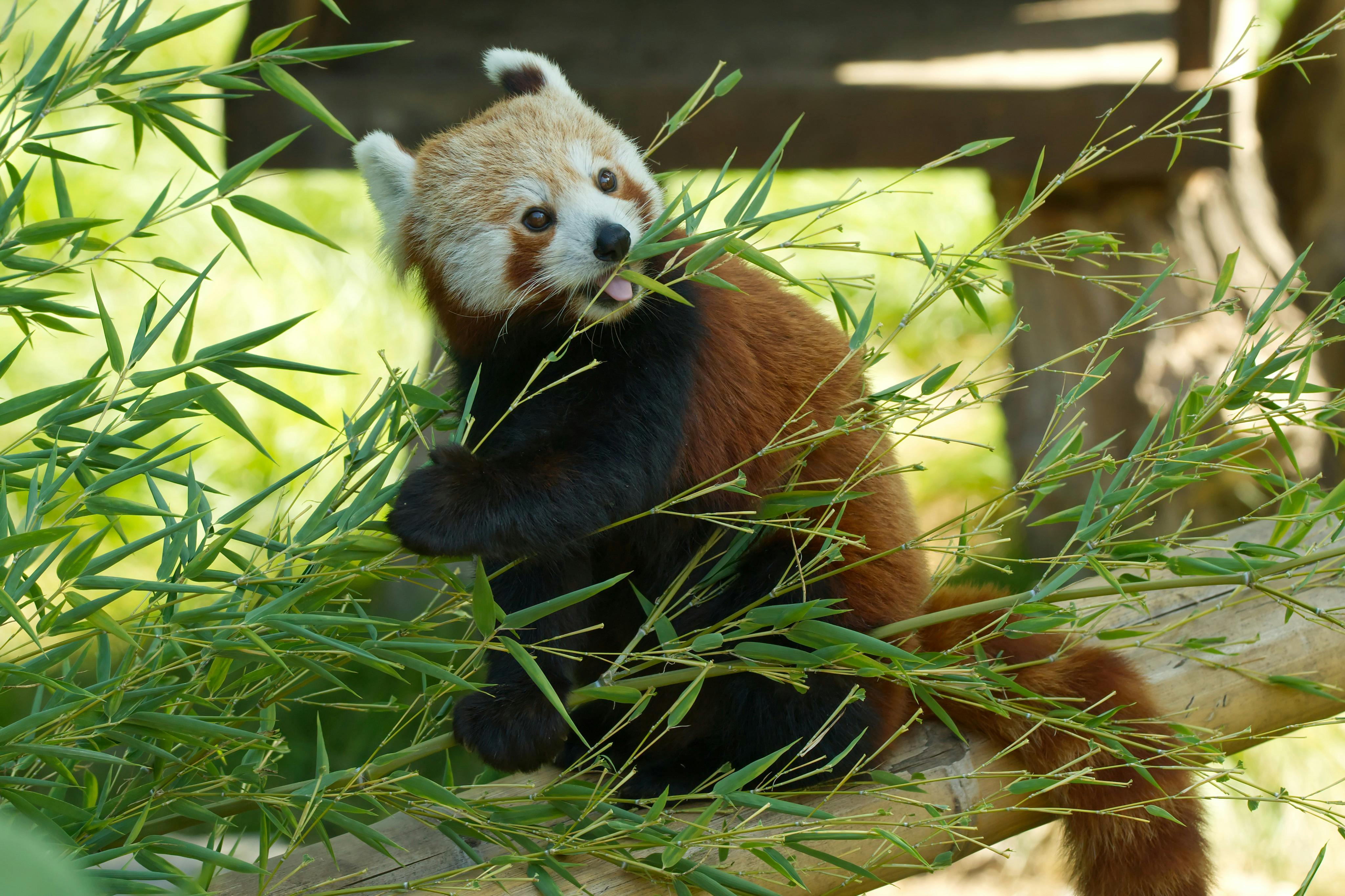 自然野生动物园