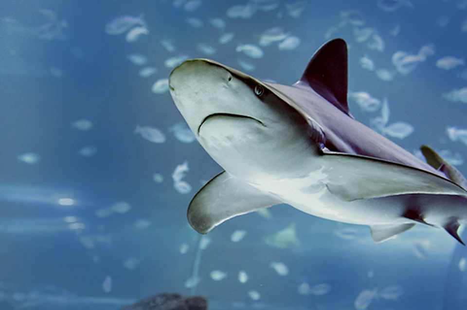 Atlantis Aquarium