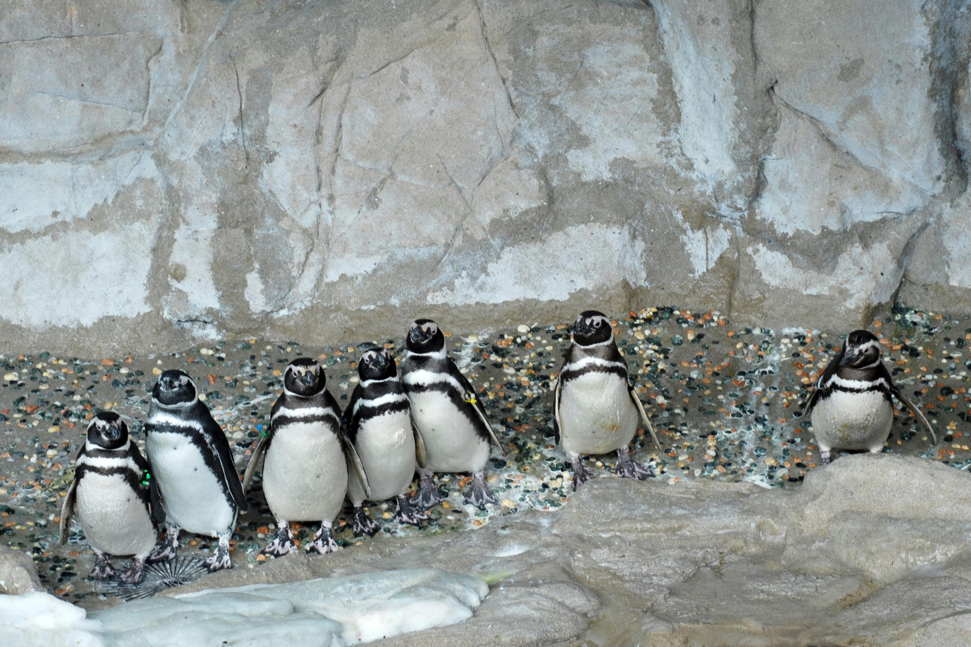 ジェノヴァ・ペンギン水族館