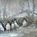 Penguins Aquarium of Genoa