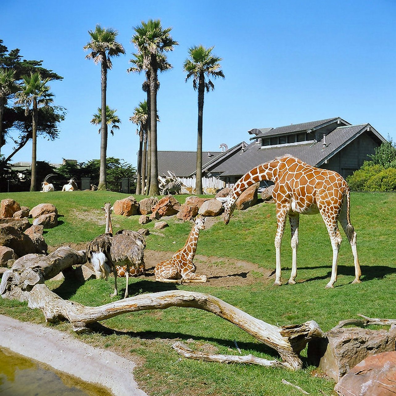 Zoo de San Francisco: Entrada - Alojamientos en San Francisco