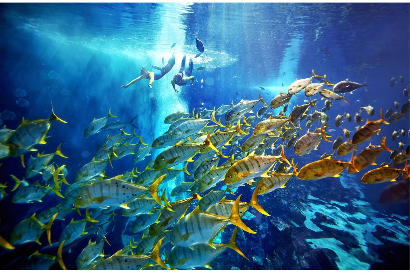 Atlantis The Palm-Ambassador Lagoon