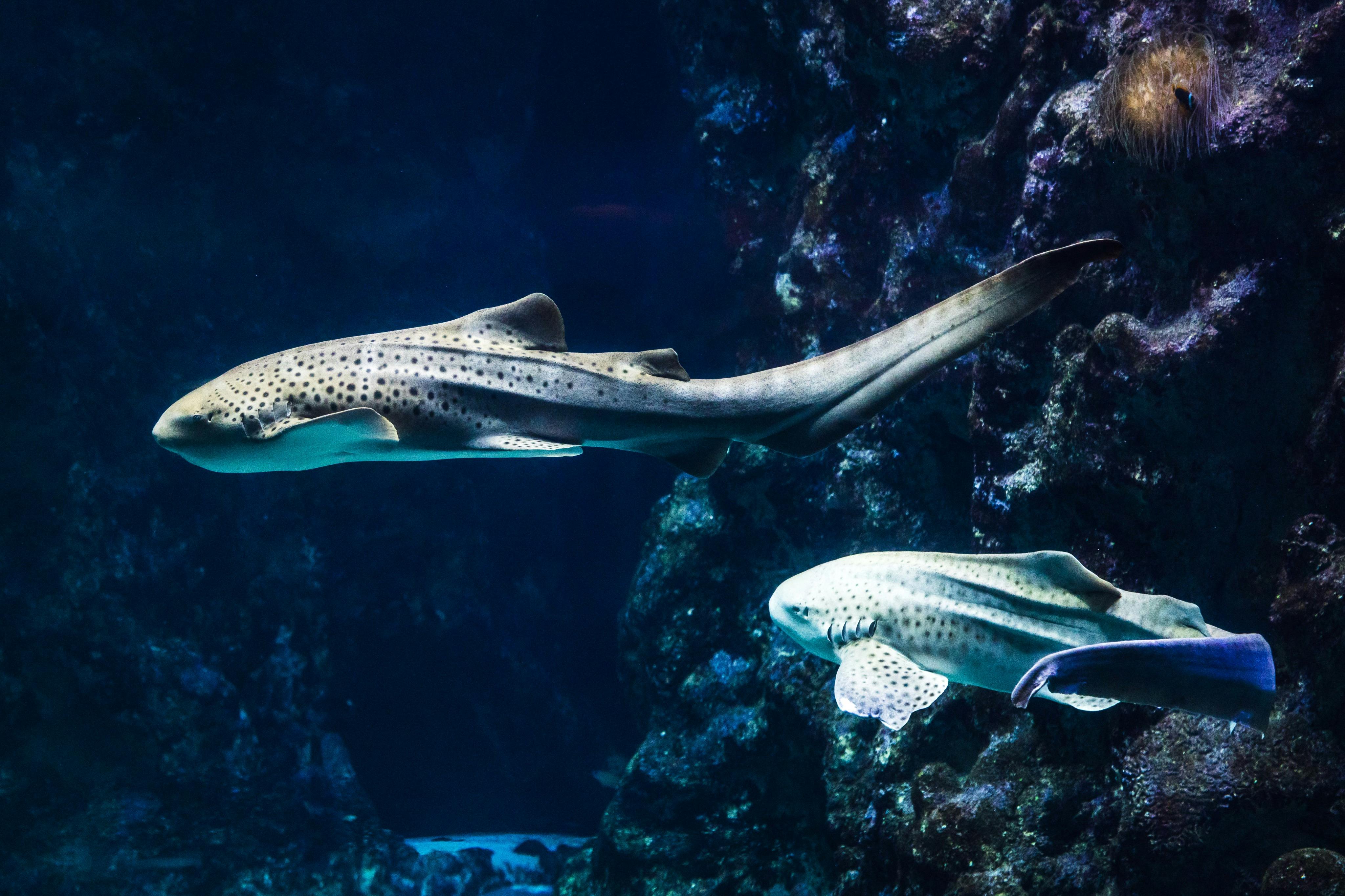 Océanopolis: Skip The Line Ticket