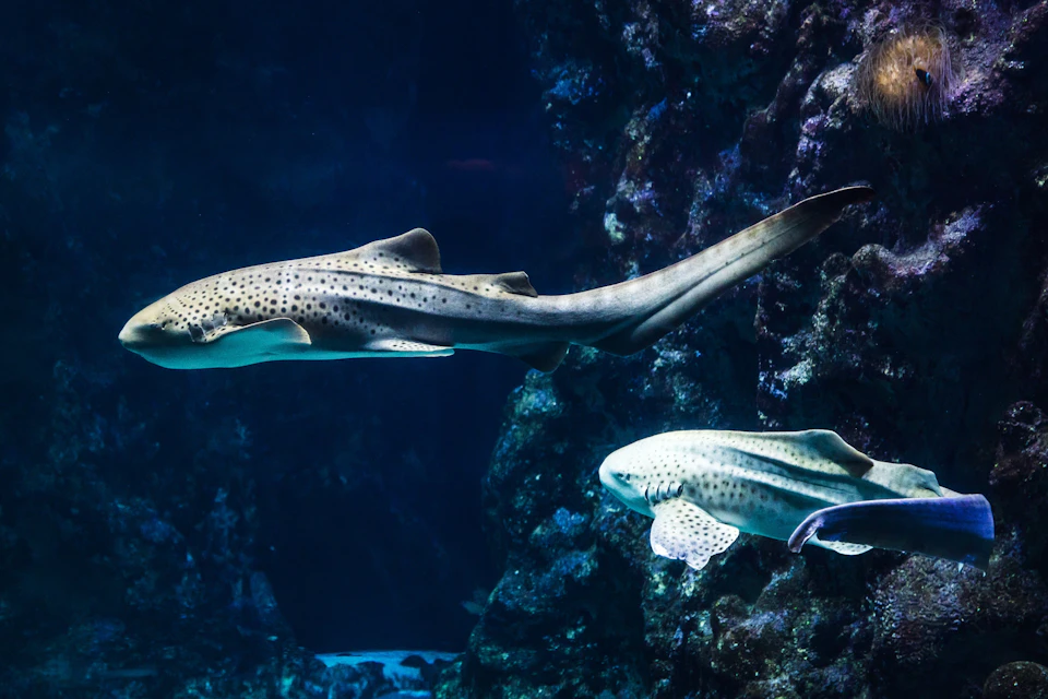 Two spotted zebra sharks swimming near a rocky underwater environment.