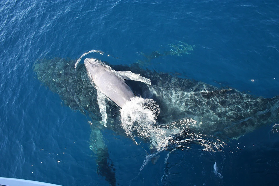 A baby whale swims closely beside a much larger whale in clear blue water, creating splashes as they move.