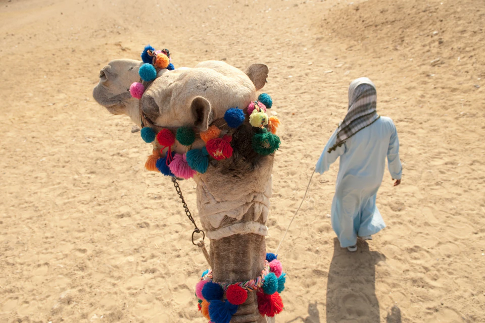 A camel, decorated with colorful pom-poms, is being led by a person in traditional attire across a sandy area.