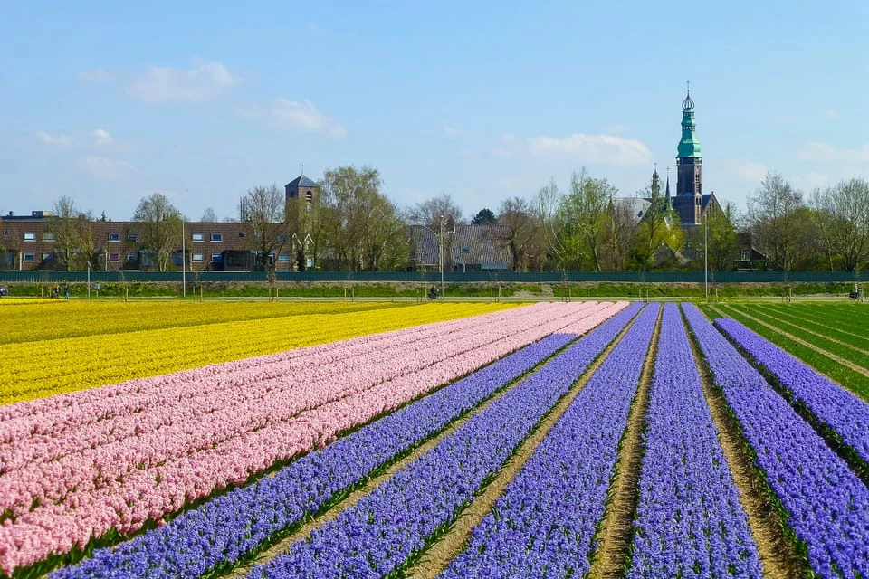 Flowerfields near Lisse
