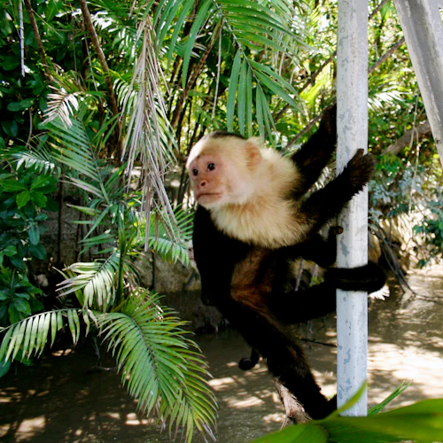 Palo Verde National Park: Jungle River Cruise - Photo 2