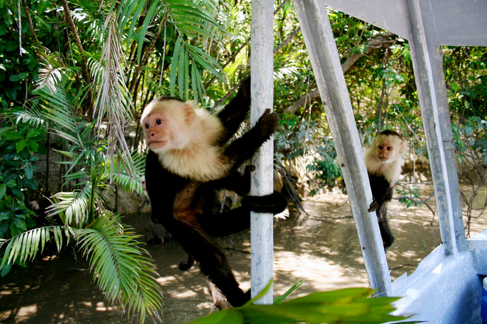 A capuchin monkey clings to a pole amidst lush greenery and tropical foliage.
